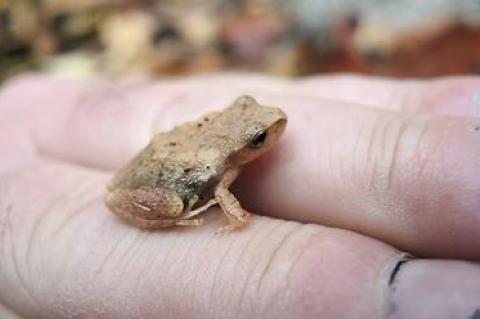 The turn of the leaves is late, and so, too, is the hibernation of the spring peepers.