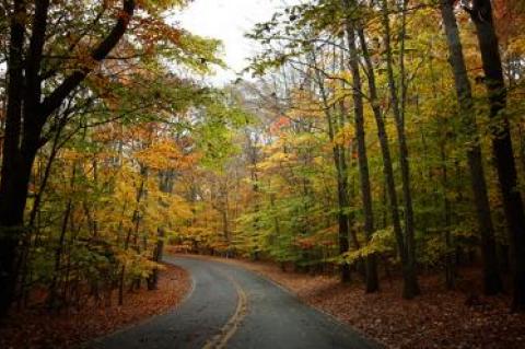 The trees along Stony Hill Road in Amagansett were ablaze with color last week.