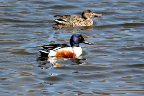 Northern shovelers, which look like large mallards, use their oversized flattened bills to suck up pond vegetation.