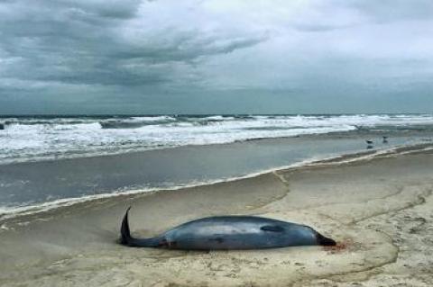 A True’s beaked whale was found dead on Scott Cameron Beach in Bridgehampton last Thursday.