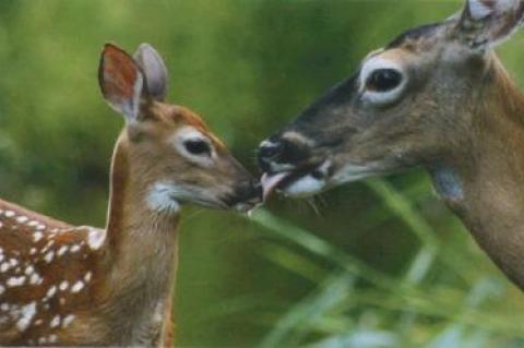 In his “Eden of East Hampton,” Dell Cullum turns a naturalist’s eye on the flora and fauna of the Nature Trail, capturing tender moments like the one above between a white-tailed doe and fawn.