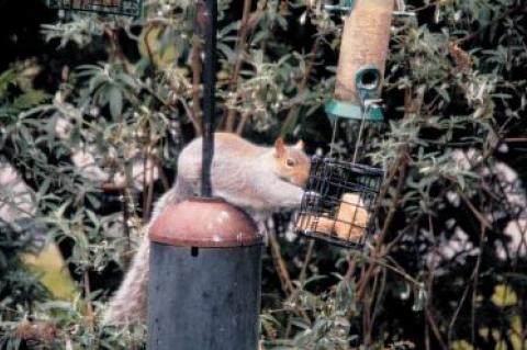 Squirrels are ingenious when it comes to accessing food in bird feeders, even ones designed to be difficult for them to get to.