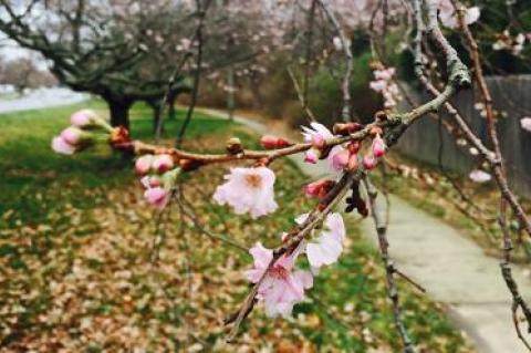 An unusually warm December has brought the gift of unexpected blooms, like these cherry blossoms on Pantigo Road in East Hampton.