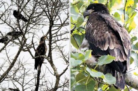 There have been many bald eagle sightings in the area of late, including this juvenile one photographed being mobbed by crows at the edge of Otter Pond in Sag Harbor.