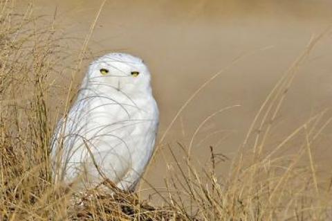 A snowy owl turned its gaze on a photographer at Lazy Point last week.