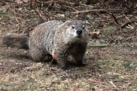 Groundhog Day or not, this is the time of year when woodchucks, a.k.a. groundhogs, like this one in East Hampton, are supposed to be hibernating.