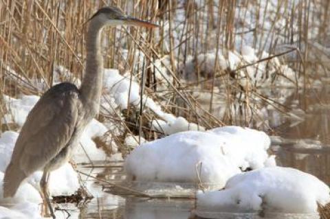 A great blue heron waited for a meal along a snowy wetland edge this month.