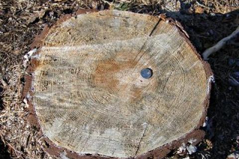 The southern pine borer can devastate the pitch pine tree.