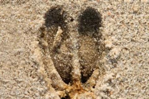 Deer, above, and other hooved animals run on their fore toes. Raccoons, below, have plantigrade feet, which meet the ground with both heal and forefoot simultaneously.