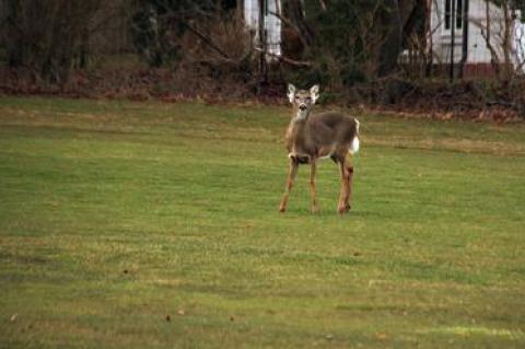 Though the Village of East Hampton’s contract with White Buffalo expired at the end of 2015, opponents of the deer sterilization program urged the village board to abandon any such action in the future.