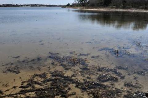 The ecological health of East Hampton’s waterways, including the algal blooms that have degraded some in recent years, will be detailed in a presentation on April 18 at Town Hall.