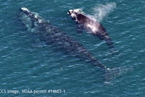 A right whale mother and her 2016 calf photographed in Cape Cod Bay on March 27