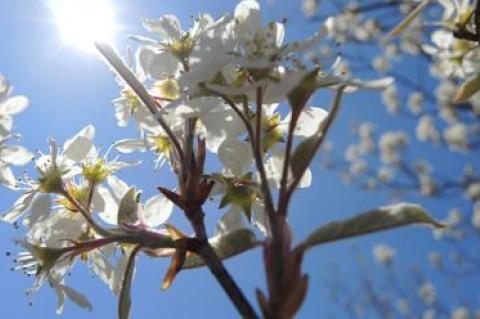 Shads, like the Amelanchier Canadensis above, are in bloom now.