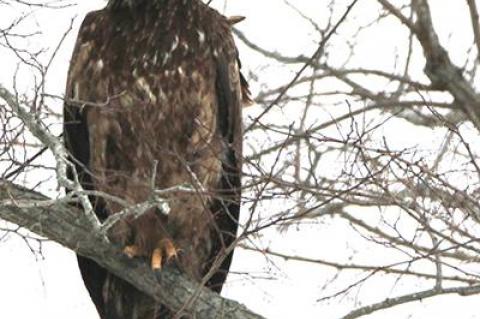 Bald eagles have returned to Long Island and have established nests at a number of spots on the East End.