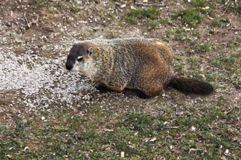 Marmota monax, a.k.a. the woodchuck or groundhog, has a home range of less than a hundred yards or so.