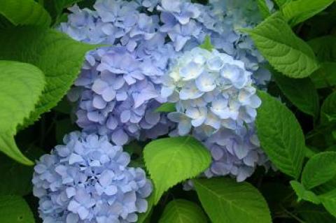 Those who expect a lot of blooms from their hydrangeas will likely be disappointed.