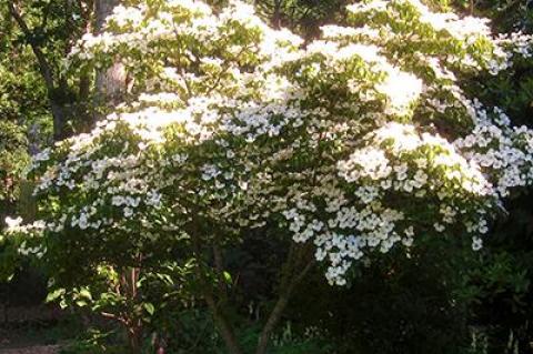 “Chinese” Wilson introduced the kousa dogwood into the United States from seed he collected in China in the early years of the 20th century.