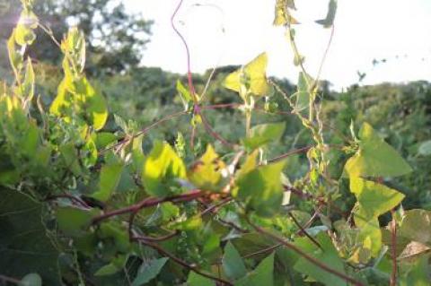 Every year a newcomer such as mile-a-minute vine, above, arrives on the South Fork and begins to upset traditional plant associations and local habitats.