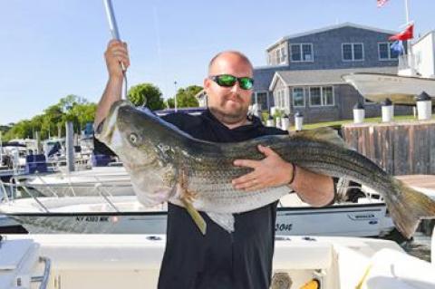 Brendan Fennel landed a 42-pound striper at the South Ferry slip on North Haven on a live bunker this week.