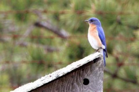 It looks like 2016 will be a very good year for bluebirds on the South Fork.