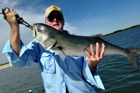 Ten angry pounds of bluefish were brought to the scale by Tom Duffy aboard Capt. Ken Raffery’s boat in Gardiner’s Bay on Sunday.