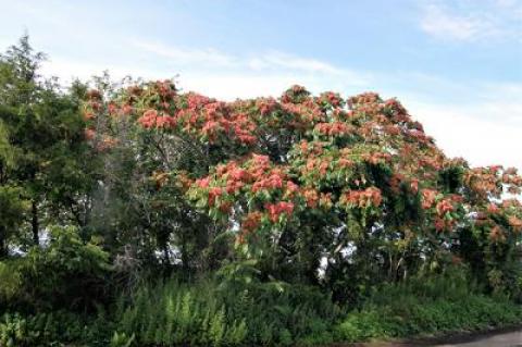 Ailanthus altissima