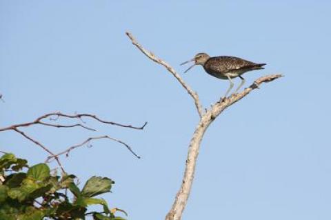 Some shorebirds, like the willet, don’t go much farther north than Long Island to breed.