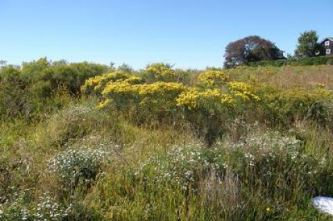 Left uncultivated after many years of farming, a field on Deerfield Road in Water Mill grew up naturally with native plants.