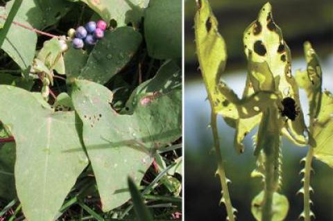 Weed specialists hope that insects like the weevil, right, will keep the spread of “mile-a-minute vine,” in a close-up, left, with berries, in check.