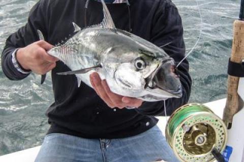 Jim Reynolds caught his first false albacore on a fly rod while fishing with Capt. Ken Rafferty.