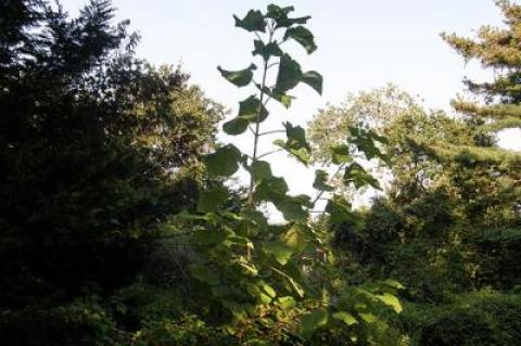 Once upon a time on the East End, invasives like this giant hogweed on Audubon Avenue in Bridgehampton were few and far between.