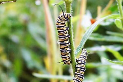 Two monarch butterfly larvae fed on milkweed in a Sag Harbor yard.