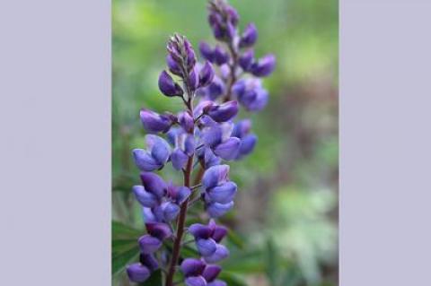 Lupines are among the flowers thriving at the spots where the open fields of East Hampton Airport give way to forest.