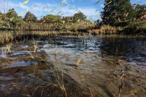 A new “green” design for Pussy’s Pond in Springs includes new plantings, now staked and flagged, and bioswales to trap runoff.