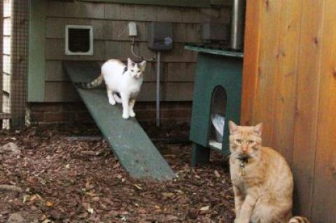 Maria Matthiessen’s cats, Prudence, left, and Tangawezi, right, enjoy the enclosed play space she had built for them a few months ago. A ramp leads out from the house. With several different platforms on which to jump and frolic or from which to simply observe the great outdoors, they are happy cats.