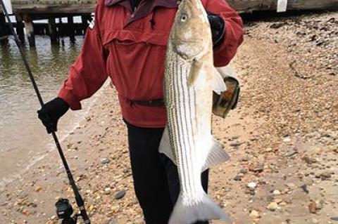 Saturday was a good day for Fred Abatemarco, who showed off one of the many stripers he caught on Fort Pond Bay.