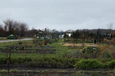 Independent testing  of levels of arsenic in the soil at the East End Community Organic Farm on Long Lane in East Hampton has shown that levels are down dramatically.