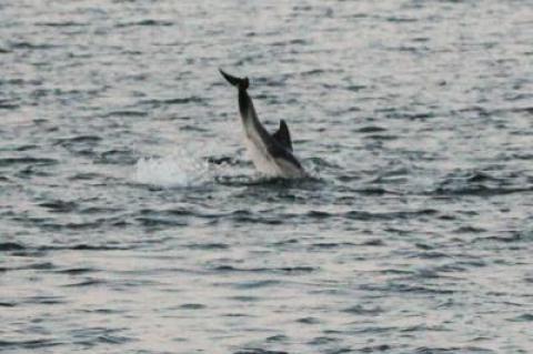 Were the dolphins spotted by the docks of Sag Harbor the other day there to feed on bunker?