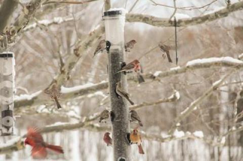 The comings and goings of birds to and from a feeder can provide endless hours of entertainment in the winter months.