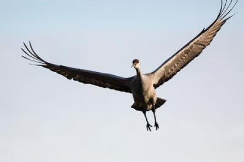 A sandhill crane, rarely seen in this area, has been spotted in Wainscott.