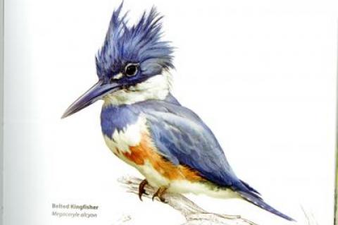 A belted kingfisher