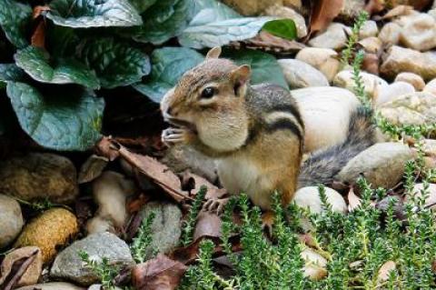 Fortunately for chipmunks, the fall of 2016 was a record one for acorns, allowing them to cache plenty of food for winter.