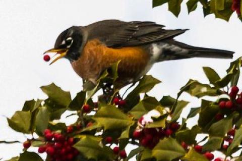 In the old days there was more overwintering fruit, such as holly berries, on the South Fork to keep robins and other birds well fed in the cold months.