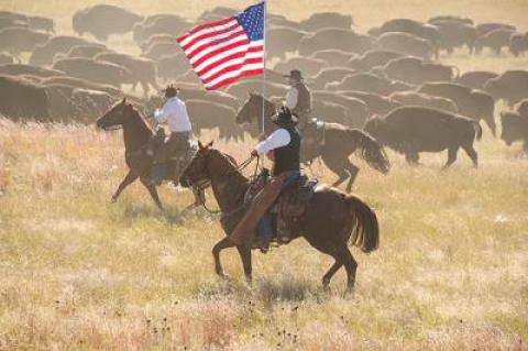 Joanna McCarthy, below, photographed this bison roundup in South Dakota as part of her “Americana” series.