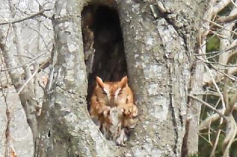 A red-phase screech owl, photographed on March 21, has been a frequent visitor to an Amagansett neighborhood, where it likes to sun in the afternoon.