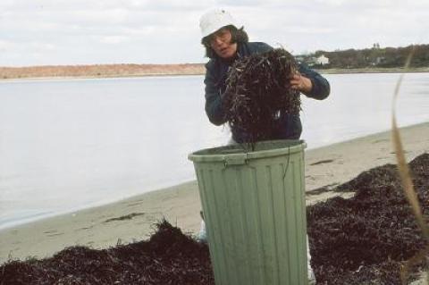 Eelgrass, which washes up on bay beaches in the fall and winter, has long been used as a mulch for gardens. Above, Jean Held collected quite a haul back in 1986.