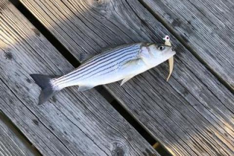 Small striped bass have appeared in Three Mile Harbor.