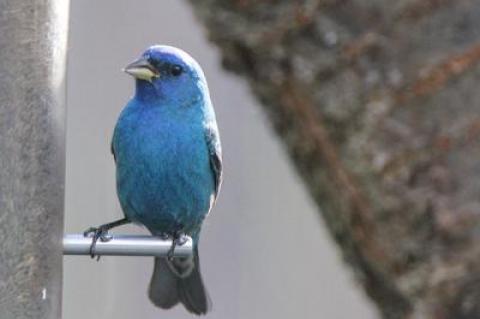 While the color of a flamingo’s feathers is influenced by what it eats, an indigo bunting’s color is the result of blue light refracting and reflecting off its feathers.