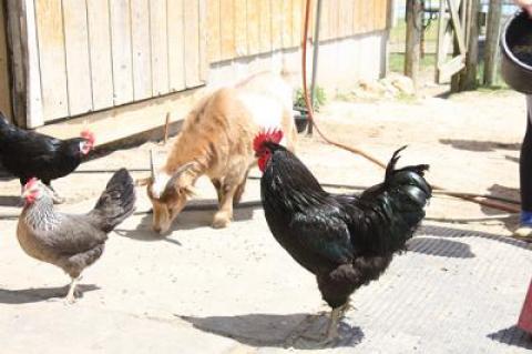 Rudy the rooster and Trouble the goat keep order at Rita’s Stables.