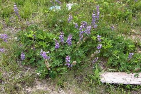 Wild blue lupine bloomed last week amid debris dumped off Town Line Road in Wainscott, not far from the East Hampton Airport.